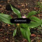 Klemroot