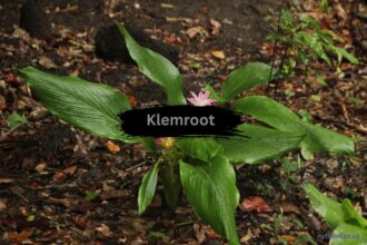 Klemroot