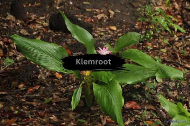 Klemroot