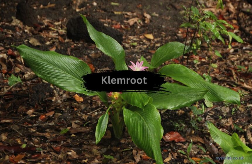 Klemroot